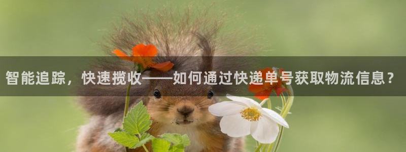 多多28链接：智能追踪，快速揽收——如何通过快递单号获取物流